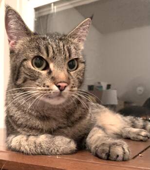 Rescue Domestic Short Hair Cats for Adoption in Othello, Washington - Jaiyana | PetCurious