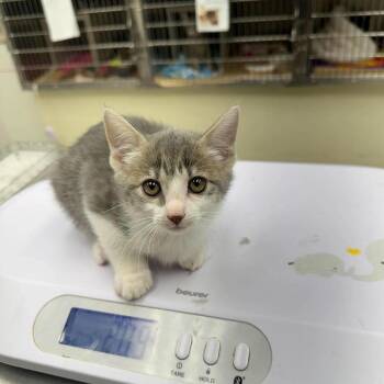 Mabel -  Domestic Short Hair Cat for Adoption in Leander, Texas - Mabel | PetCurious