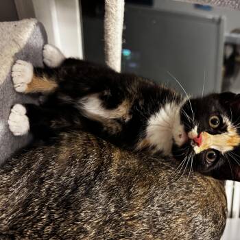 Marigold -  Calico Cat for Adoption in Burnaby, British Columbia - Marigold | PetCurious