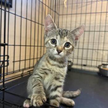 Auburn -  Domestic Short Hair Cat for Adoption in Parkersburg, West Virginia - Auburn | PetCurious