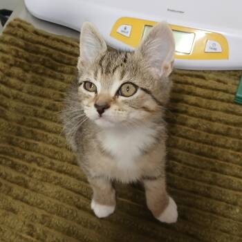 Domestic Short Hair Cats Available for Adoption in York, Pennsylvania - Olive | PetCurious