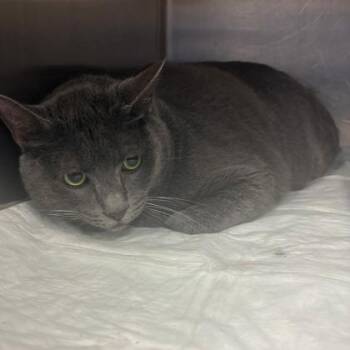 Cowboy -  Domestic Short Hair Cat for Adoption in Fort Worth, Texas - Cowboy | PetCurious