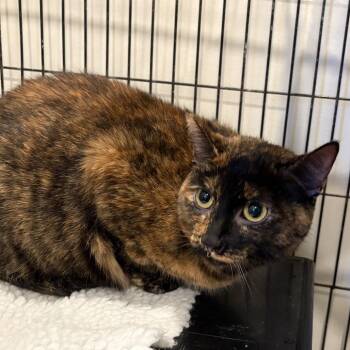 Mika -  Domestic Short Hair Cat for Adoption in Louisville, Kentucky - Mika | PetCurious