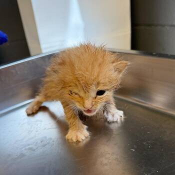 Domestic Short Hair Cats Available for Adoption in Tuscaloosa, Alabama - TUSC-Stray-84057_2 | PetCurious