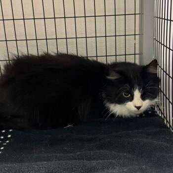 Santa -  Domestic Short Hair Cat for Adoption in Columbiana, Alabama - Santa | PetCurious