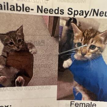 FWT Sweetie -  Domestic Short Hair Cat for Adoption in Midland, Texas - FWT Sweetie | PetCurious