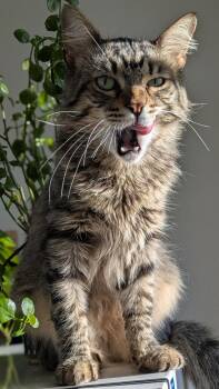 Domestic Short Hair Cats Available for Adoption - Garth | PetCurious