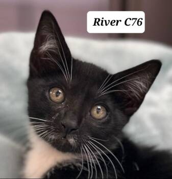 River -  Domestic Short Hair Cat for Adoption in Morganton, North Carolina - River | PetCurious