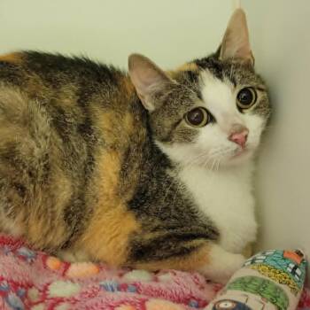 Tessie -  Domestic Short Hair Cat for Adoption in Columbia, Missouri - Tessie | PetCurious