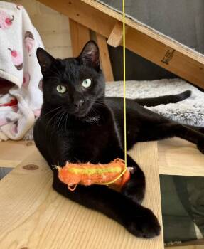 Domestic Short Hair Cats Available for Adoption in Gardena, California - Biggie | PetCurious