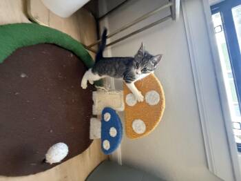 Snickers -  Domestic Short Hair Cat for Adoption in Rio Linda, California - Snickers | PetCurious
