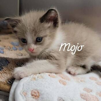 Mojo -  Domestic Medium Hair Cat for Adoption in Buchanan Dam, Texas - Mojo | PetCurious