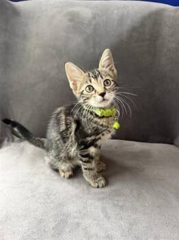 LUISA -  Domestic Short Hair Cat for Adoption in Tallahassee, Florida - LUISA | PetCurious