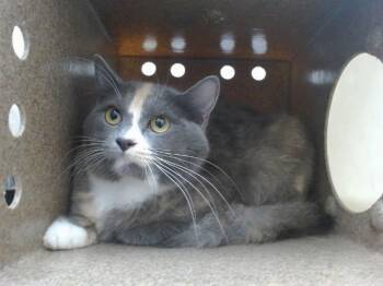 Domestic Medium Hair Cats Available for Adoption - A591837 | PetCurious