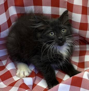 Loxoox -  Domestic Long Hair and Maine Coon Cat for Adoption in San Diego, California - Loxoox | PetCurious