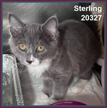 STERLING (see also SILVER) -  Domestic Medium Hair Cat for Adoption in Marietta, Georgia - STERLING (see Also SILVER) | PetCurious