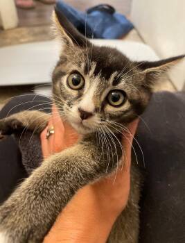 Myrtle -  Tabby and Domestic Short Hair Cat for Adoption in Island Lake, Illinois - Myrtle | PetCurious