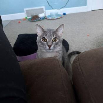 Kellie Frizzle -  Domestic Short Hair Cat for Adoption in Milan, Illinois - Kellie Frizzle | PetCurious