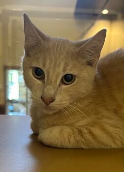 Rescue Domestic Short Hair Cats for Adoption in Douglasville, Georgia - Spunk | PetCurious