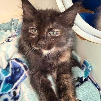 Domestic Short Hair Cats Available for Adoption in Tulsa, Oklahoma - Patchwork | PetCurious