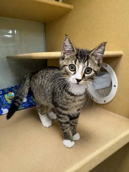 Stewie Louie -  Domestic Medium Hair Cat for Adoption in Fort Lupton, Colorado - Stewie Louie | PetCurious