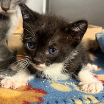 Chesterfield -  Domestic Short Hair Cat for Adoption in Lake Jackson, Texas - Chesterfield | PetCurious