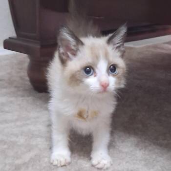 Timberly -  Siamese Cat for Adoption in Kanab, Utah - Timberly | PetCurious