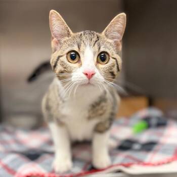 Hatty (aka Hat Trick) -  Domestic Short Hair Cat for Adoption in Milan, Illinois - Hatty (aka Hat Trick) | PetCurious