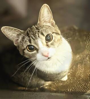 Rescue Domestic Short Hair Cats for Adoption in Winnipeg, Manitoba - Polly | PetCurious