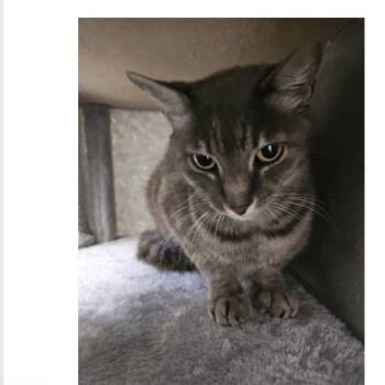 Mowzie -  Domestic Short Hair Cat Available for Adoption in Boston, Massachusetts - Mowzie | PetCurious