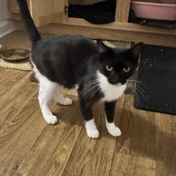 Jigglypuff -  Domestic Short Hair Cat for Adoption in Greensboro, North Carolina - Jigglypuff | PetCurious