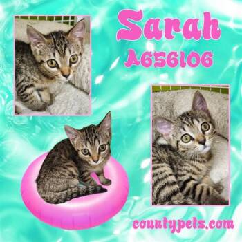 SARAH -  Domestic Short Hair Cat for Adoption in Houston, Texas - SARAH | PetCurious