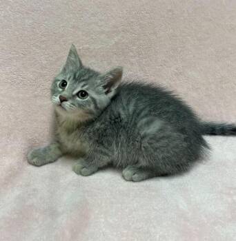 Domestic Short Hair Cats Available for Adoption in Jackson, Michigan - Porthos | PetCurious