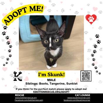 Skunk -  Domestic Short Hair Cat for Adoption in OSBORNVILLE, New Jersey - Skunk | PetCurious