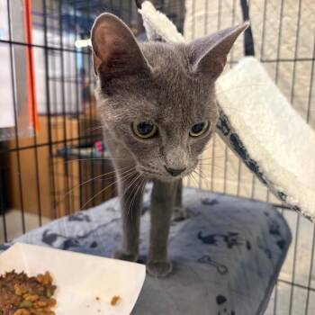 Sandusky -  Domestic Short Hair Cat for Adoption in Huntington, West Virginia - Sandusky | PetCurious