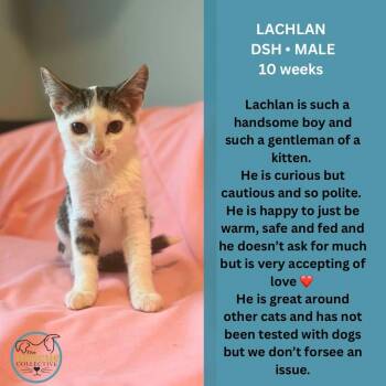 Lachlan -  Domestic Short Hair Cat for Adoption in Clive, Alberta - Lachlan | PetCurious