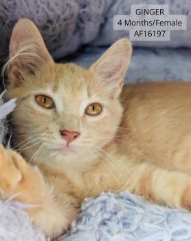 Ginger -  Domestic Short Hair Cat for Adoption - Ginger | PetCurious