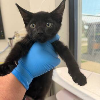 Medical -  Domestic Short Hair Cat for Adoption in Columbiana, Alabama - Medical | PetCurious