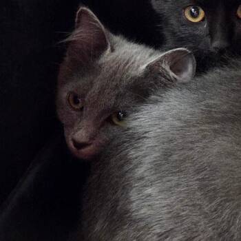 Gilly -  Domestic Short Hair Cat for Adoption in Chattanooga, Tennessee - Gilly | PetCurious