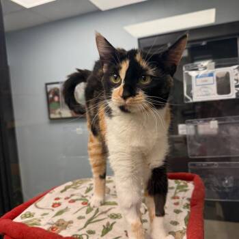 Pines -  Domestic Short Hair Cat for Adoption in Naperville, Illinois - Pines | PetCurious