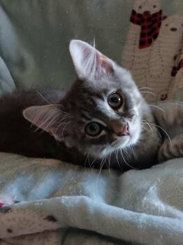 Poppy -  Domestic Short Hair Cat for Adoption in Pensacola, Florida - Poppy | PetCurious