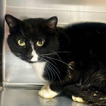 Domestic Short Hair Cats Available for Adoption - Felix | PetCurious