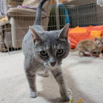 Domestic Short Hair Cats Available for Adoption in Lake Orion, Michigan - Lira | PetCurious