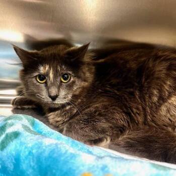 Domestic Long Hair Cats Available for Adoption - Bubbles | PetCurious