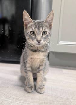 Amelia -  Domestic Short Hair Cat for Adoption in Palm Harbor, Florida - Amelia | PetCurious