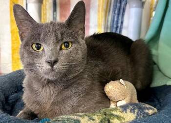 Leo -  Domestic Short Hair Cat for Adoption in Sherwood, Oregon - Leo | PetCurious