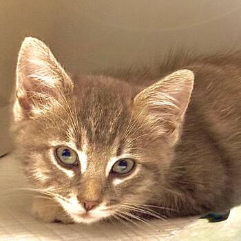 Whimsy -  Domestic Short Hair Cat for Adoption in Kansas City, Missouri - Whimsy | PetCurious