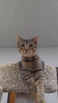 Blu -  Domestic Short Hair Cat for Adoption in Corpus Christi, Texas - Blu | PetCurious