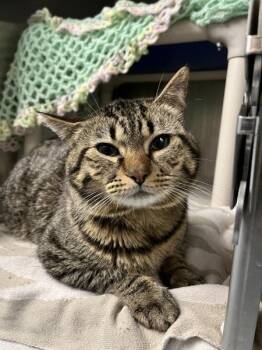 Domestic Short Hair Cats Available for Adoption in Richmond, Virginia - Earth Day Angel | PetCurious