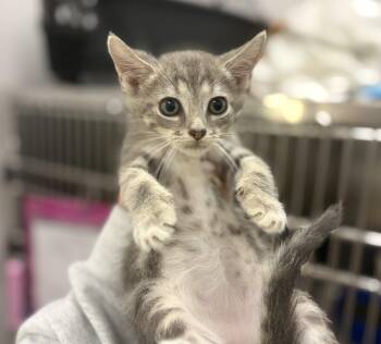 Taro -  Domestic Short Hair Cat for Adoption in Raleigh, North Carolina - Taro | PetCurious